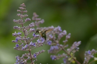 Imagen Colibrí en Cerro Blanco